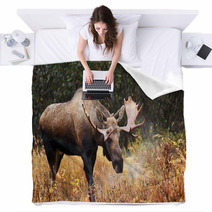 Moose Bull Blowing Some Steam, Male, Alaska, USA Blankets 58265236