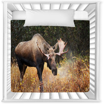 Moose Bull Blowing Some Steam, Male, Alaska, USA Nursery Decor 58265236