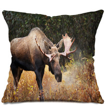 Moose Bull Blowing Some Steam, Male, Alaska, USA Pillows 58265236