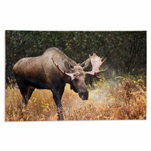 Moose Bull Blowing Some Steam, Male, Alaska, USA Rugs 58265236