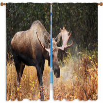 Moose Bull Blowing Some Steam, Male, Alaska, USA Window Curtains 58265236