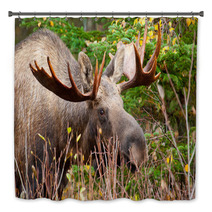 Moose Bull Closeup, Alaska Bath Decor 61728040