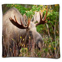 Moose Bull Closeup, Alaska Blankets 61728040