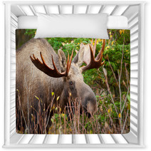Moose Bull Closeup, Alaska Nursery Decor 61728040