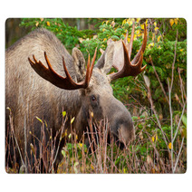 Moose Bull Closeup, Alaska Rugs 61728040
