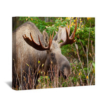Moose Bull Closeup, Alaska Wall Art 61728040