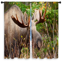 Moose Bull Closeup, Alaska Window Curtains 61728040
