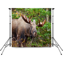 Moose Bull, Male, Alaska, USA Backdrops 59220128