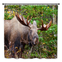 Moose Bull, Male, Alaska, USA Bath Decor 59220128