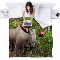 Moose Bull, Male, Alaska, USA Blankets 59220128