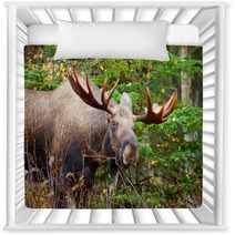 Moose Bull, Male, Alaska, USA Nursery Decor 59220128