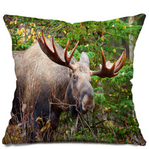 Moose Bull, Male, Alaska, USA Pillows 59220128