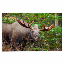 Moose Bull, Male, Alaska, USA Rugs 59220128