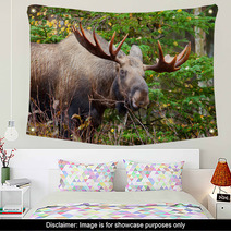 Moose Bull, Male, Alaska, USA Wall Art 59220128