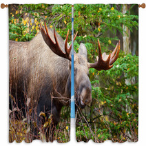 Moose Bull, Male, Alaska, USA Window Curtains 59220128