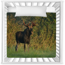 Moose Bull Nursery Decor 57603479