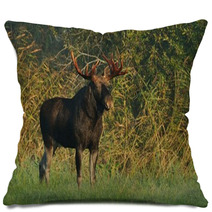Moose Bull Pillows 57603479