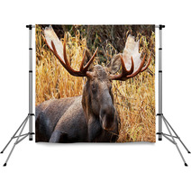 Moose Bull Portrait/ Male, Alaska, USA Backdrops 58265359