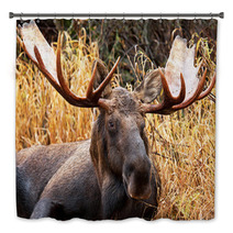 Moose Bull Portrait/ Male, Alaska, USA Bath Decor 58265359