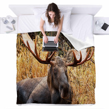 Moose Bull Portrait/ Male, Alaska, USA Blankets 58265359