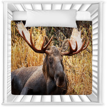 Moose Bull Portrait/ Male, Alaska, USA Nursery Decor 58265359