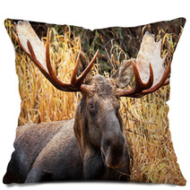 Moose Bull Portrait/ Male, Alaska, USA Pillows 58265359