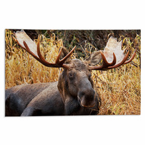 Moose Bull Portrait/ Male, Alaska, USA Rugs 58265359