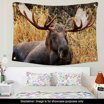 Moose Bull Portrait/ Male, Alaska, USA Wall Art 58265359