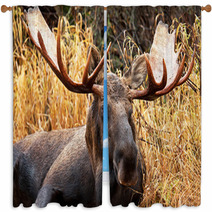Moose Bull Portrait/ Male, Alaska, USA Window Curtains 58265359