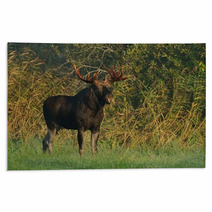 Moose Bull Rugs 57603479