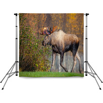 Moose Bull Walking, Male, Alaska, USA Backdrops 58265269