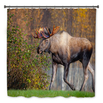 Moose Bull Walking, Male, Alaska, USA Bath Decor 58265269
