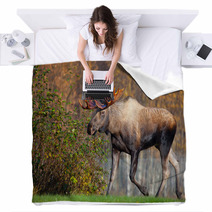 Moose Bull Walking, Male, Alaska, USA Blankets 58265269