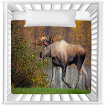 Moose Bull Walking, Male, Alaska, USA Nursery Decor 58265269