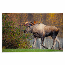 Moose Bull Walking, Male, Alaska, USA Rugs 58265269