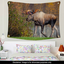 Moose Bull Walking, Male, Alaska, USA Wall Art 58265269