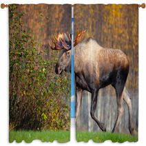 Moose Bull Walking, Male, Alaska, USA Window Curtains 58265269