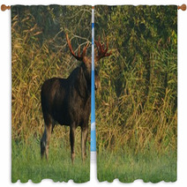Moose Bull Window Curtains 57603479
