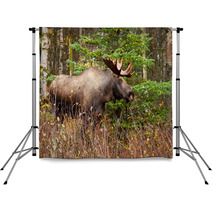 Moose Bull With Big Antlers Blowing Steam, Male, Alaska, USA Backdrops 59194224