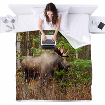 Moose Bull With Big Antlers Blowing Steam, Male, Alaska, USA Blankets 59194224