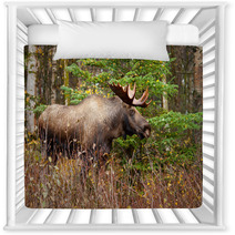 Moose Bull With Big Antlers Blowing Steam, Male, Alaska, USA Nursery Decor 59194224