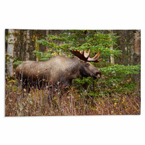 Moose Bull With Big Antlers Blowing Steam, Male, Alaska, USA Rugs 59194224