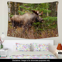 Moose Bull With Big Antlers Blowing Steam, Male, Alaska, USA Wall Art 59194224