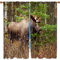 Moose Bull With Big Antlers Blowing Steam, Male, Alaska, USA Window Curtains 59194224