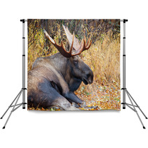 Moose Bull With Big Antlers, Male, Resting, Alaska, USA Backdrops 59234533