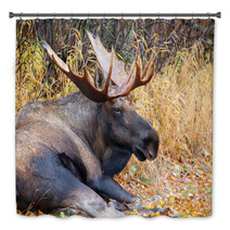 Moose Bull With Big Antlers, Male, Resting, Alaska, USA Bath Decor 59234533