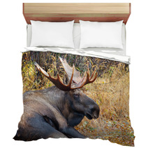 Moose Bull With Big Antlers, Male, Resting, Alaska, USA Bedding 59234533