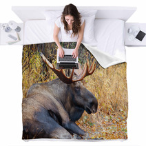 Moose Bull With Big Antlers, Male, Resting, Alaska, USA Blankets 59234533