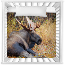 Moose Bull With Big Antlers, Male, Resting, Alaska, USA Nursery Decor 59234533
