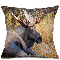 Moose Bull With Big Antlers, Male, Resting, Alaska, USA Pillows 59234533